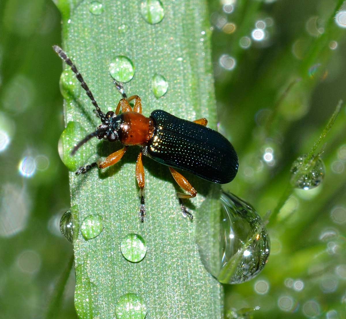 Chysomelidae: Oulema sp., (O. melanopus opp. O. duftschmidi)