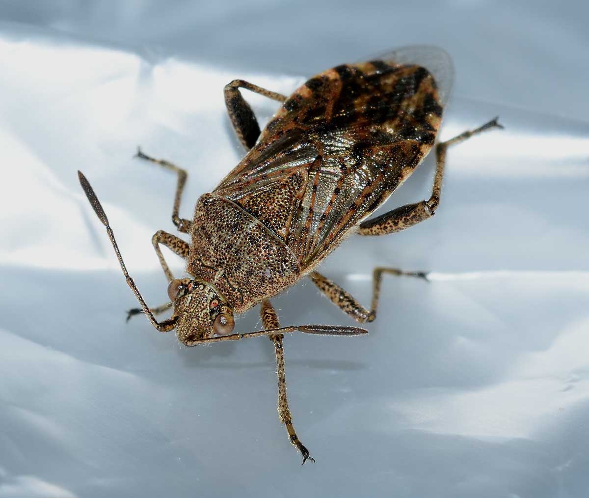Rhopalide: Stictopleurus punctatonervosus