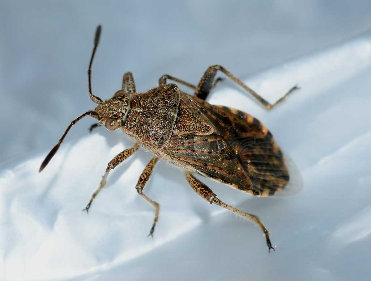 Rhopalide: Stictopleurus punctatonervosus