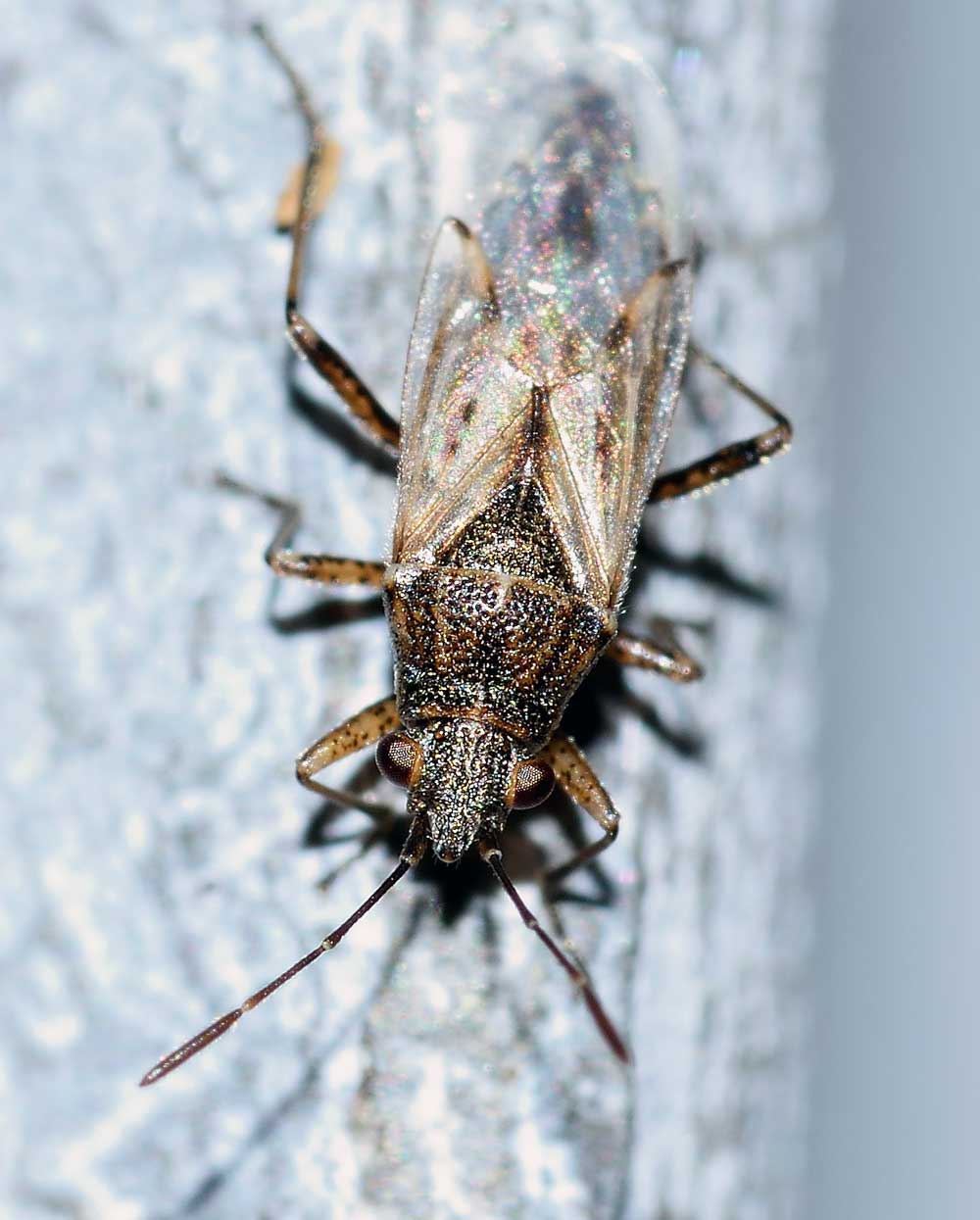 Lygaeidae: Nysius sp.