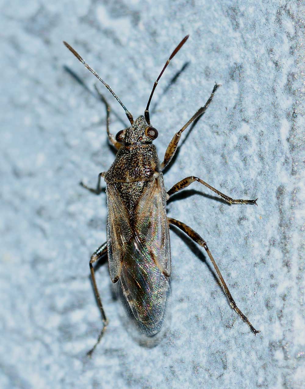 Lygaeidae: Nysius sp.