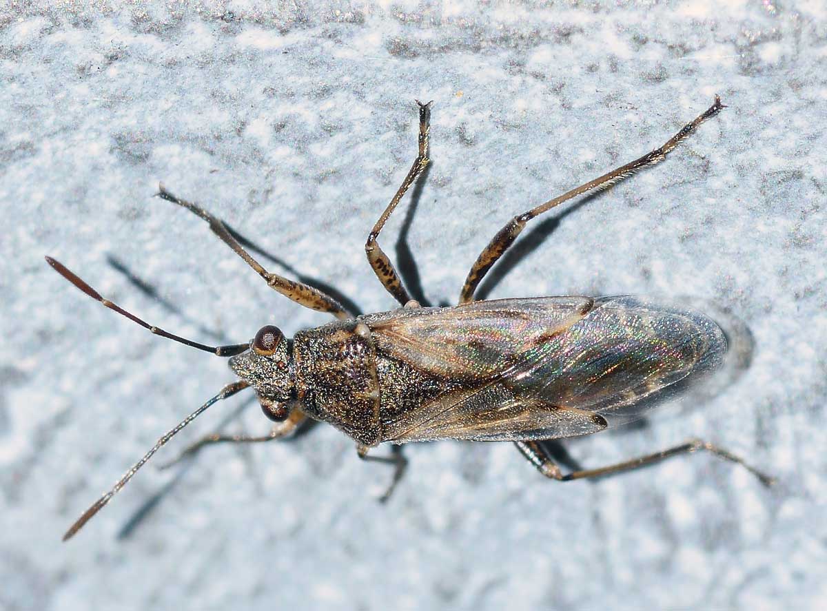 Lygaeidae: Nysius sp.