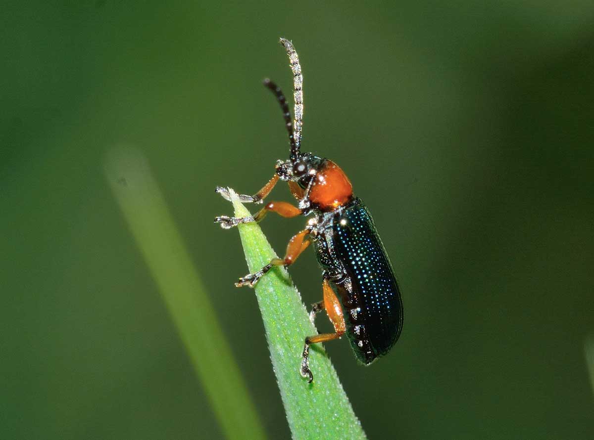 Chysomelidae: Oulema sp., (O. melanopus opp. O. duftschmidi)