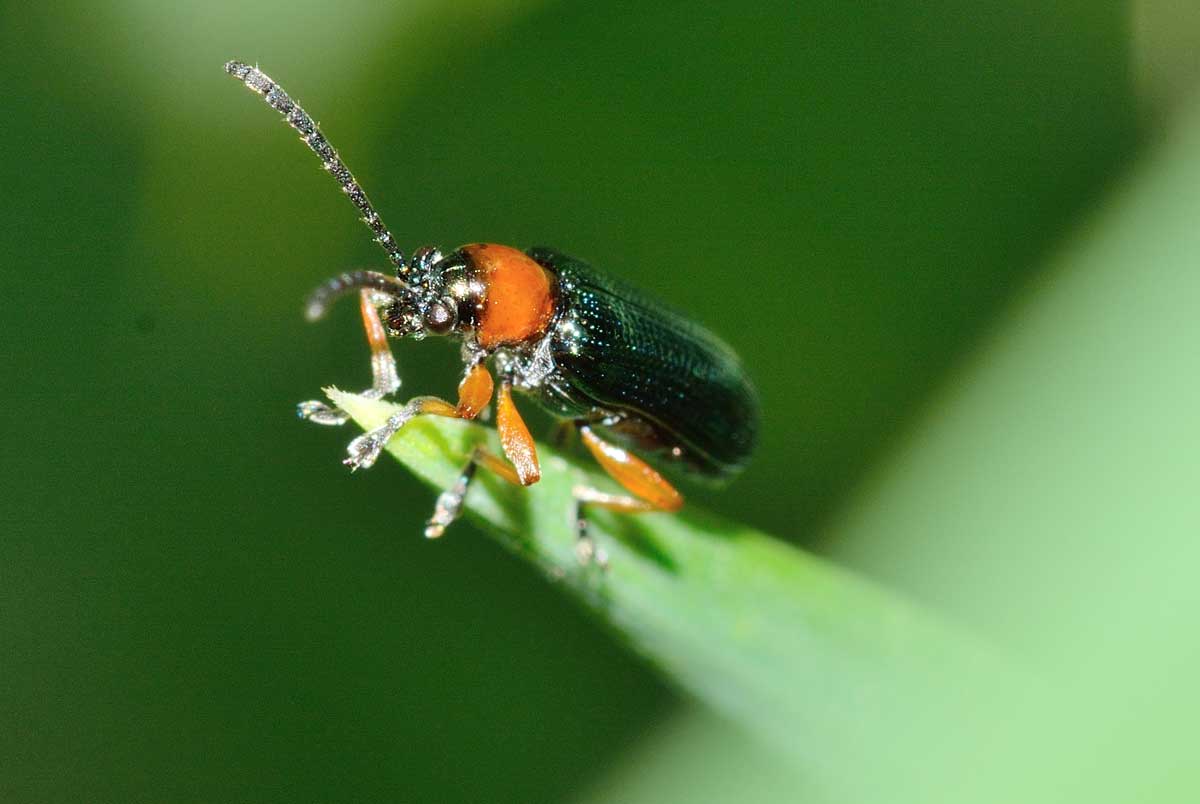 Chysomelidae: Oulema sp., (O. melanopus opp. O. duftschmidi)