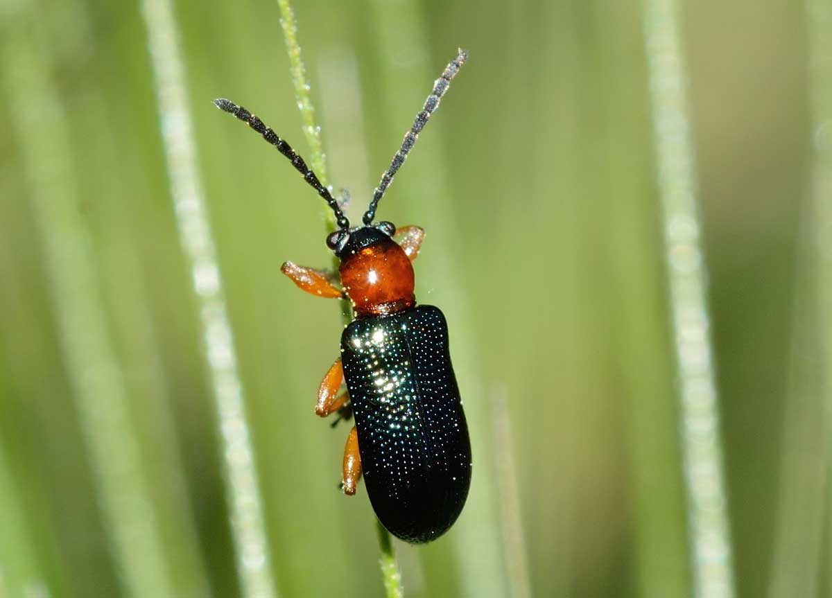 Chysomelidae: Oulema sp., (O. melanopus opp. O. duftschmidi)
