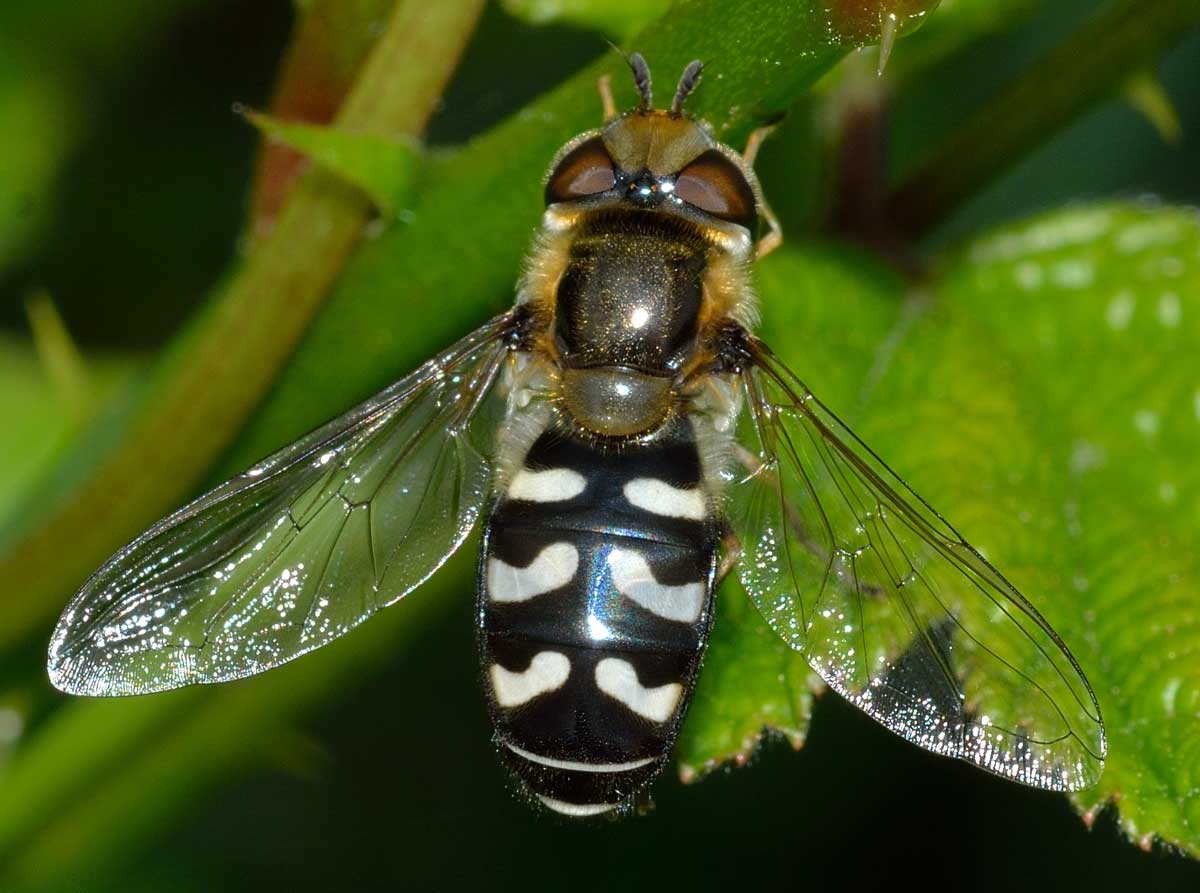 Scaeva pyrastri femmina (Syrphidae)