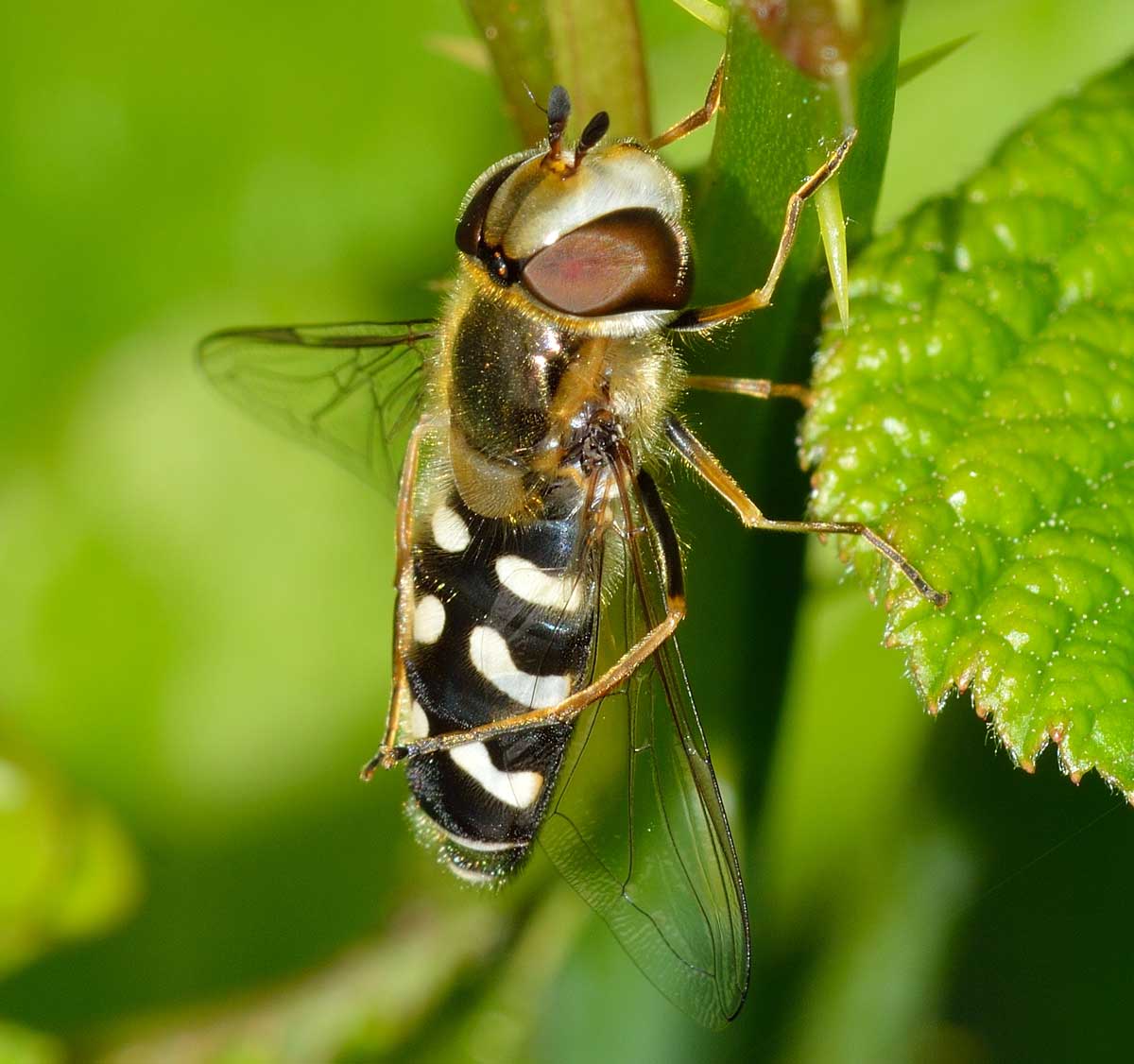 Scaeva pyrastri femmina (Syrphidae)