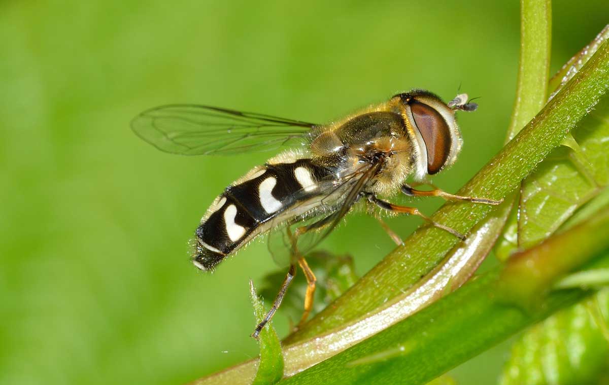Scaeva pyrastri femmina (Syrphidae)