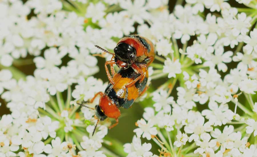 Da identificare - Coptocephala unifasciata unifasciata cfr.