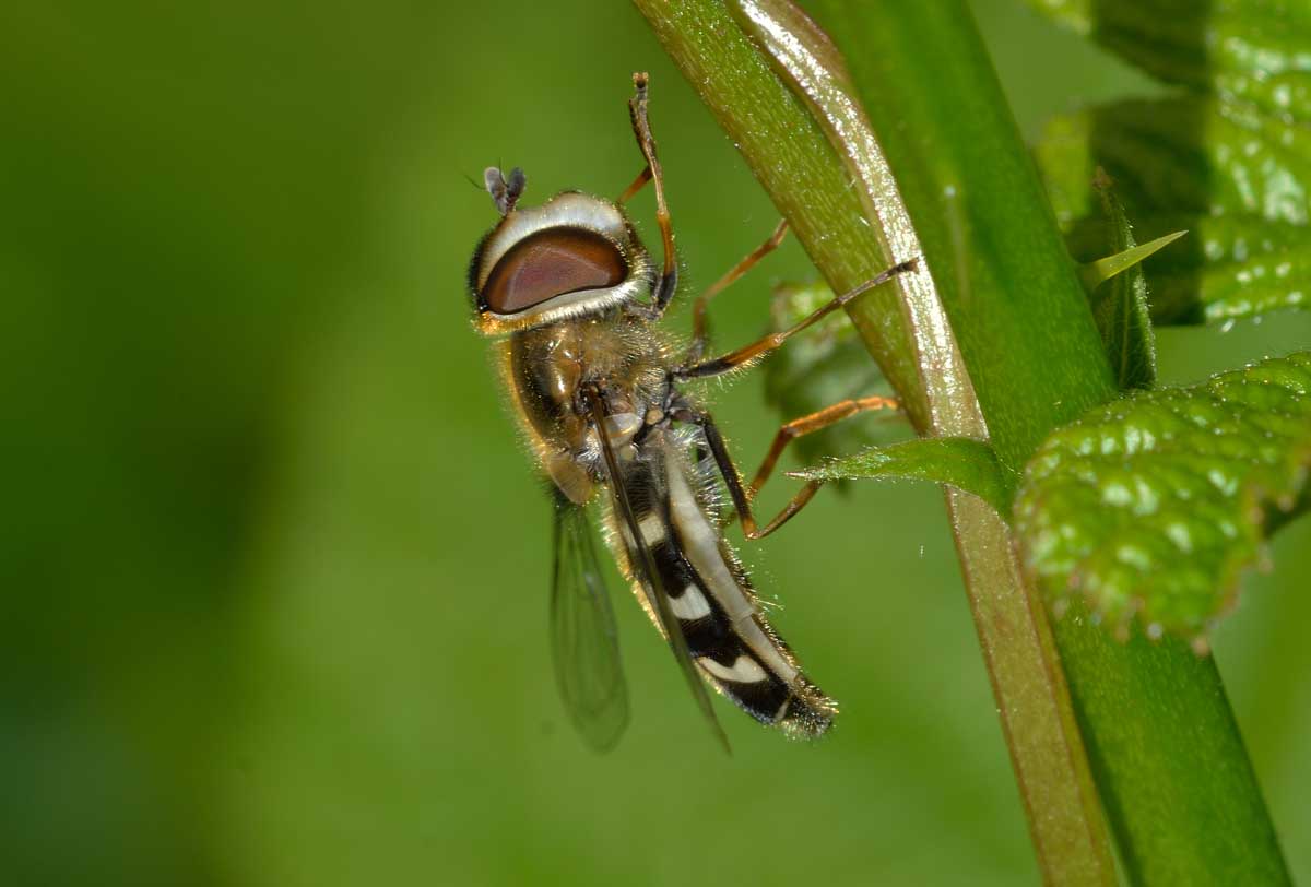 Scaeva pyrastri femmina (Syrphidae)