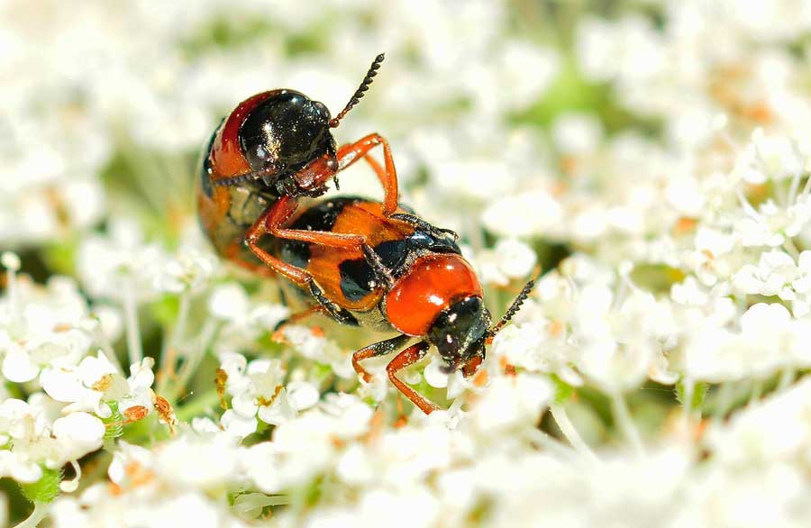 Da identificare - Coptocephala unifasciata unifasciata cfr.