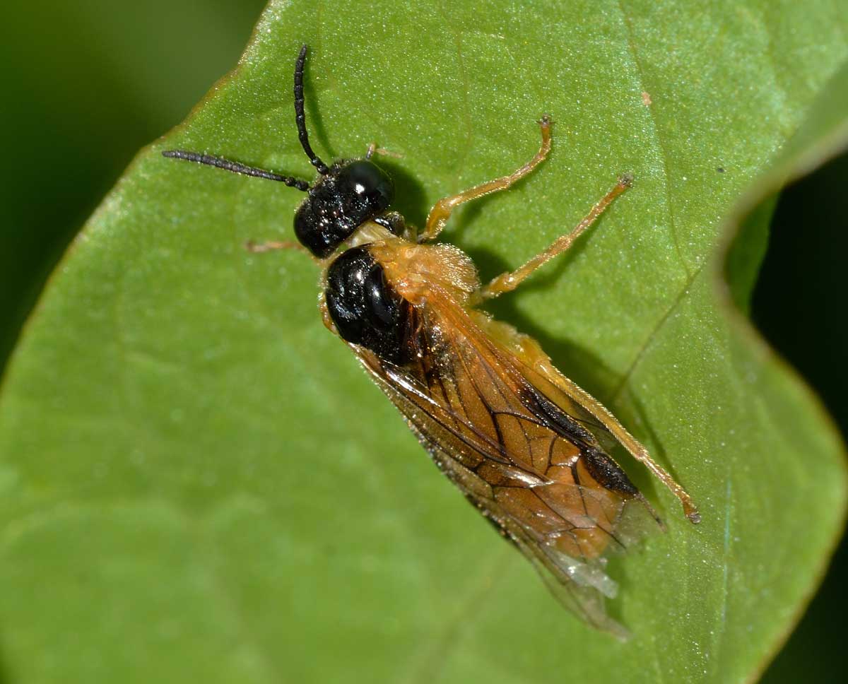 Da identificare: Selandria serva (Tenthredinidae)