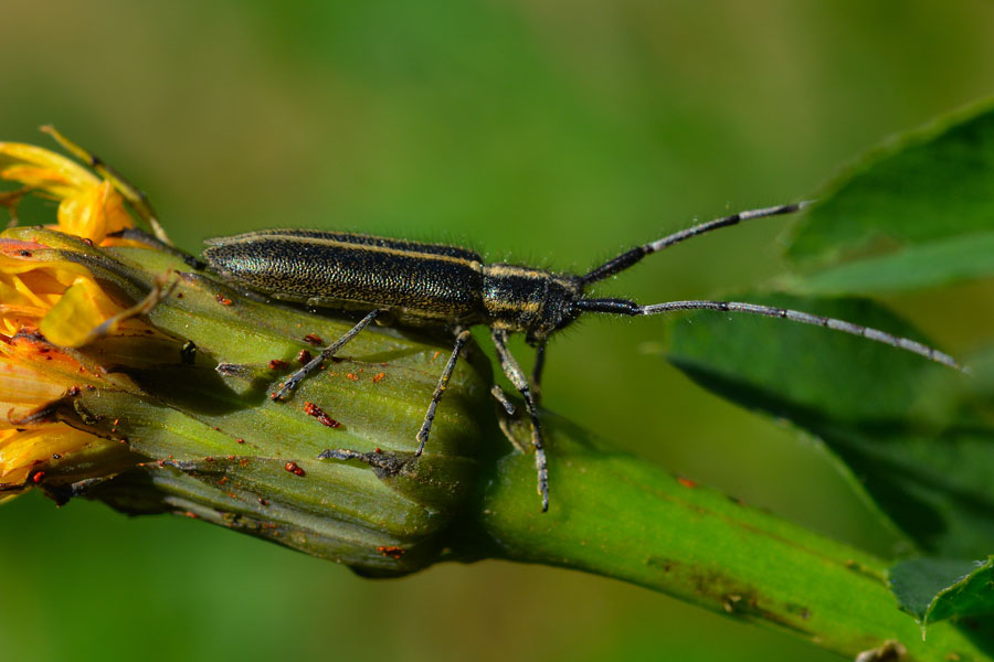 Agapanthia  cardui (Cerambycidae)