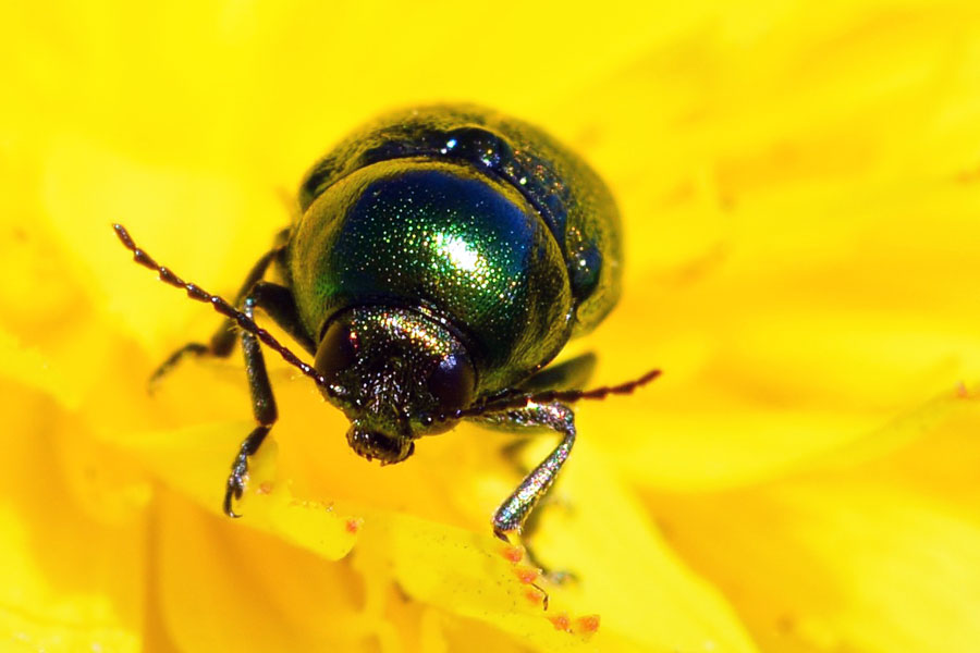 Da identificare - Cryptocephalus sp. (Chrysomelidae)