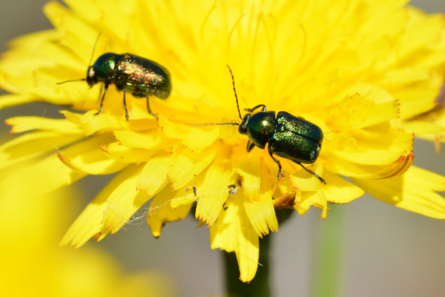 Da identificare - Cryptocephalus sp. (Chrysomelidae)