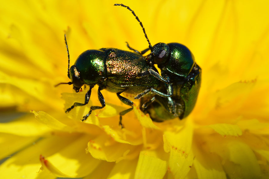 Da identificare - Cryptocephalus sp. (Chrysomelidae)