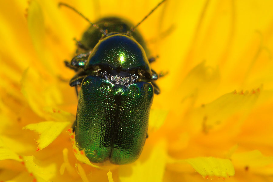 Da identificare - Cryptocephalus sp. (Chrysomelidae)