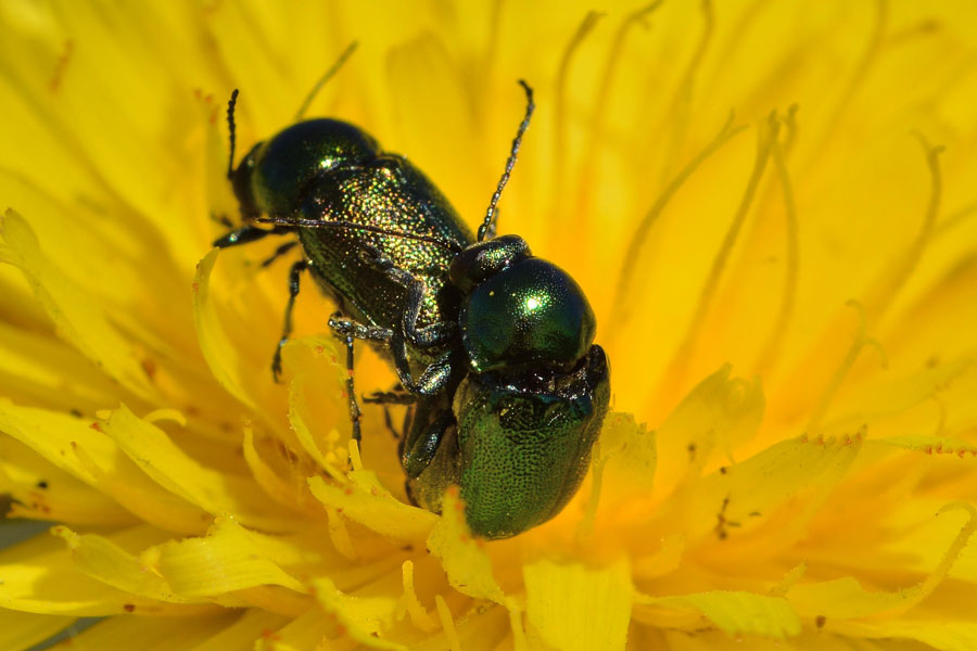 Da identificare - Cryptocephalus sp. (Chrysomelidae)