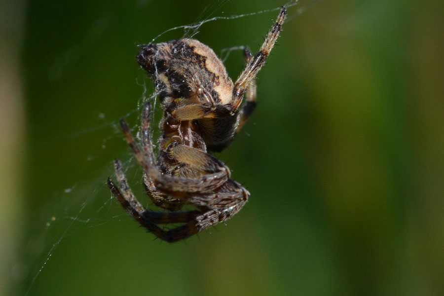 Larinioides sp. preda Oxythirea funesta - Novara