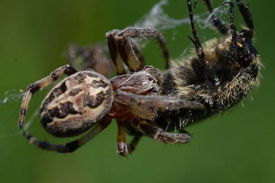 Larinioides sp. preda Oxythirea funesta - Novara