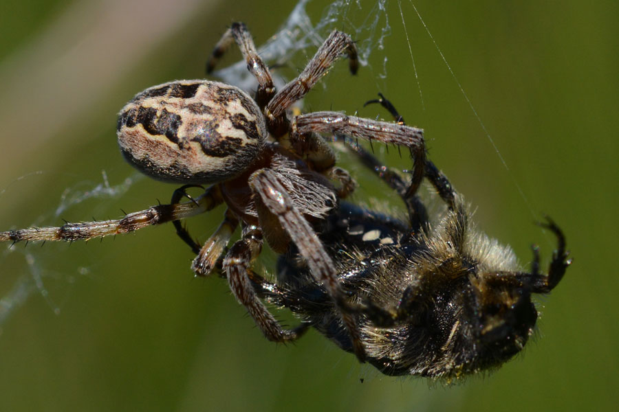 Larinioides sp. preda Oxythirea funesta - Novara