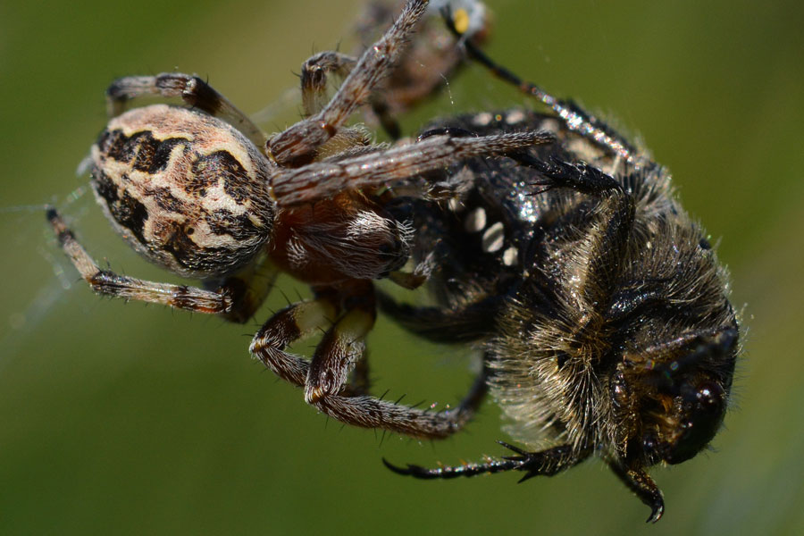 Larinioides sp. preda Oxythirea funesta - Novara