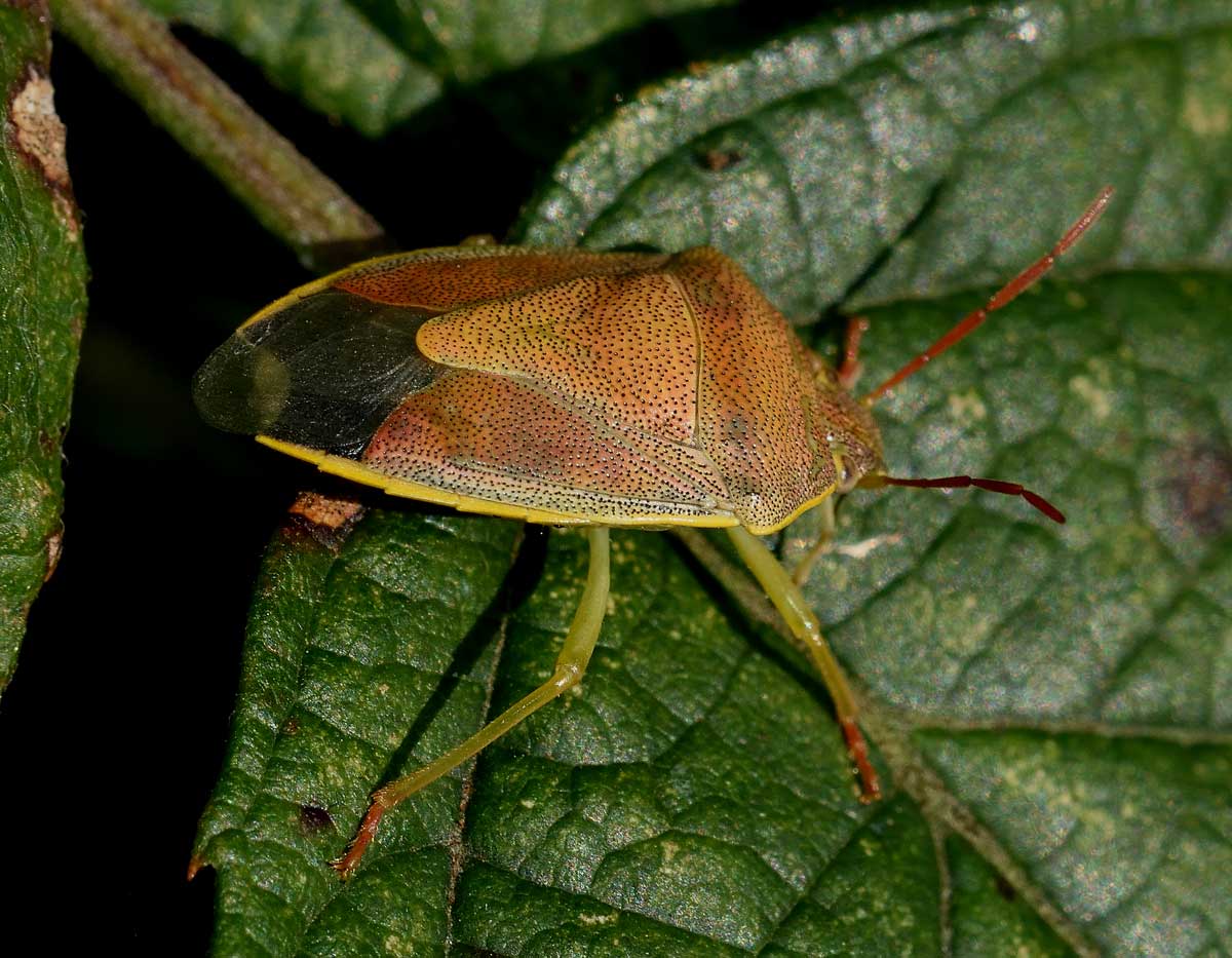 Pentatomidae:   Piezodorus lituratus