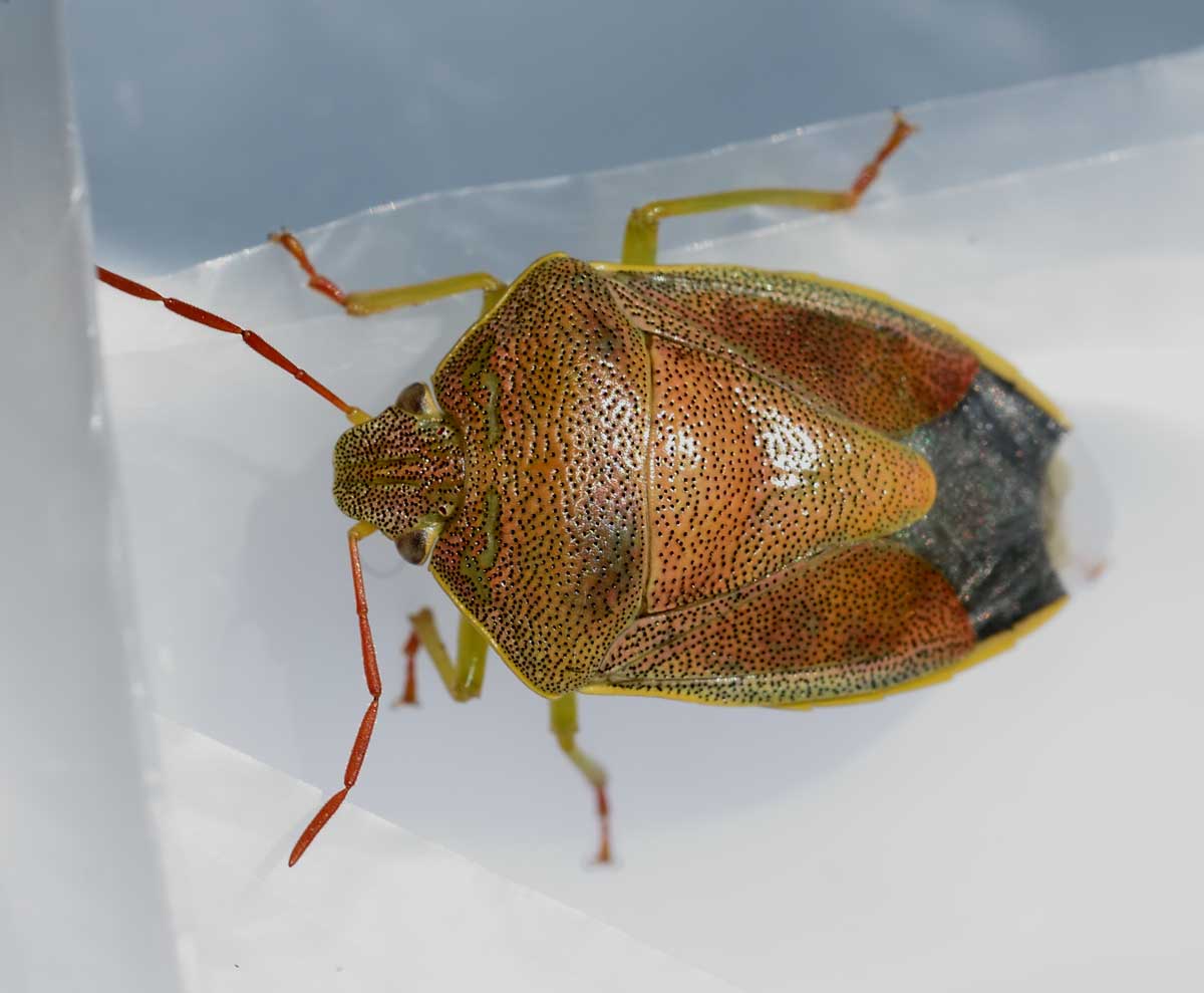 Pentatomidae:   Piezodorus lituratus