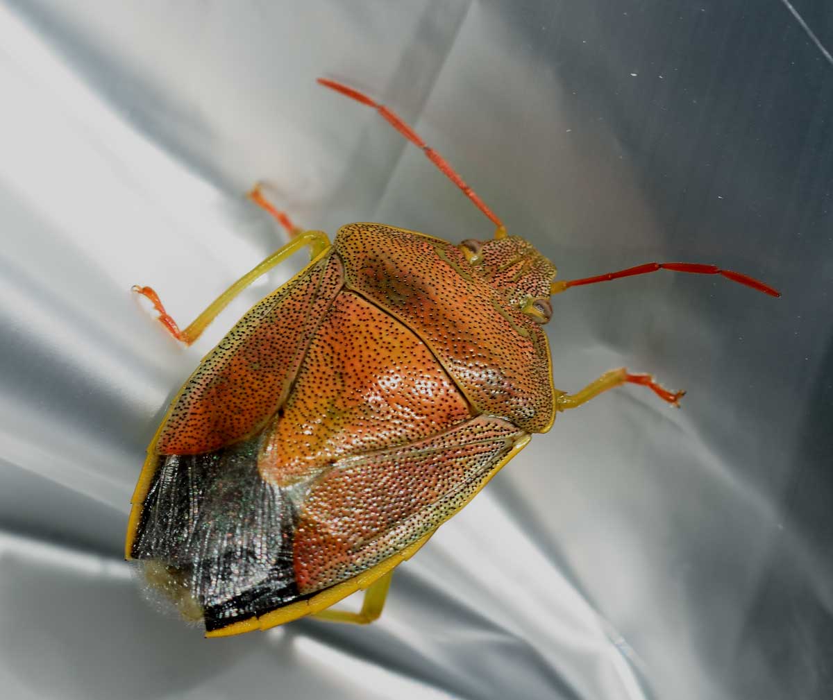 Pentatomidae:   Piezodorus lituratus
