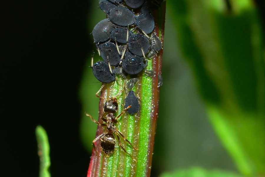 Lasius (Lasius) cfr. niger