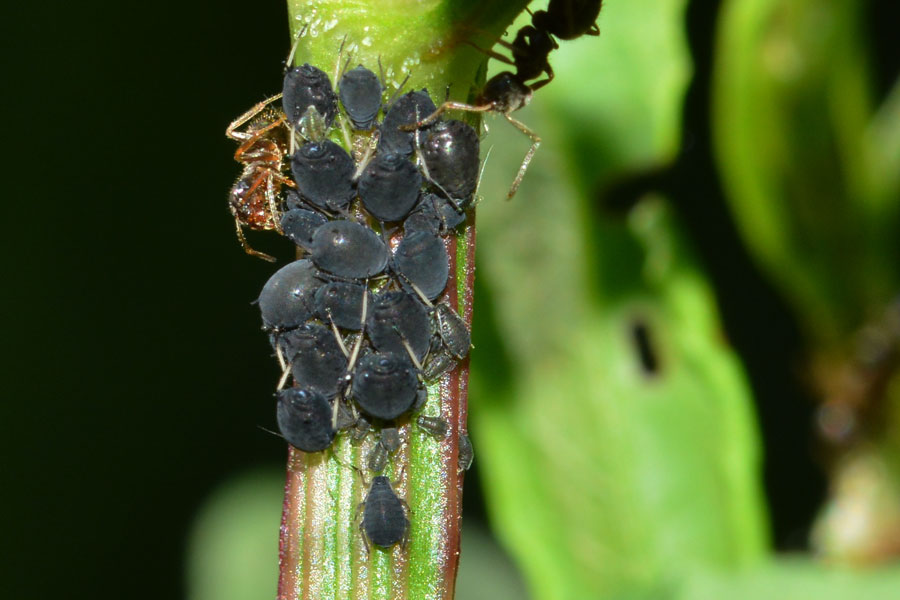 Lasius (Lasius) cfr. niger