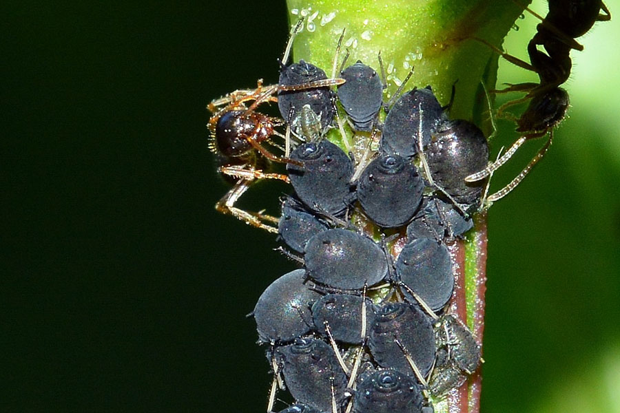 Lasius (Lasius) cfr. niger