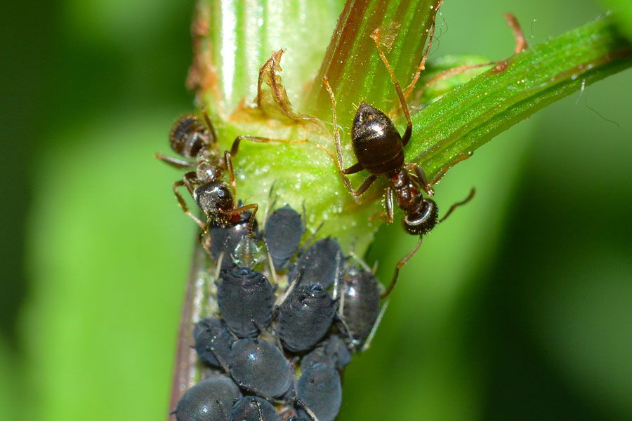 Lasius (Lasius) cfr. niger