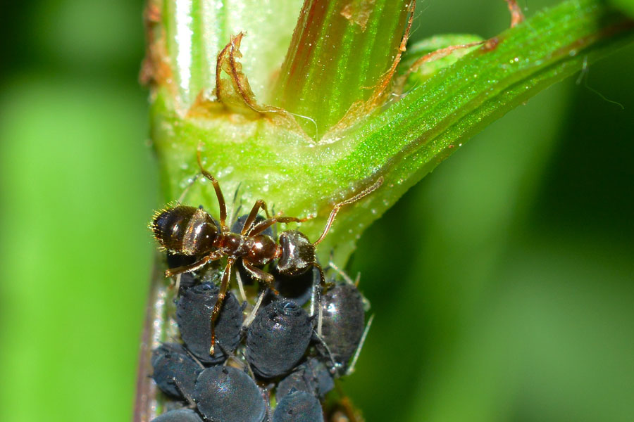 Lasius (Lasius) cfr. niger