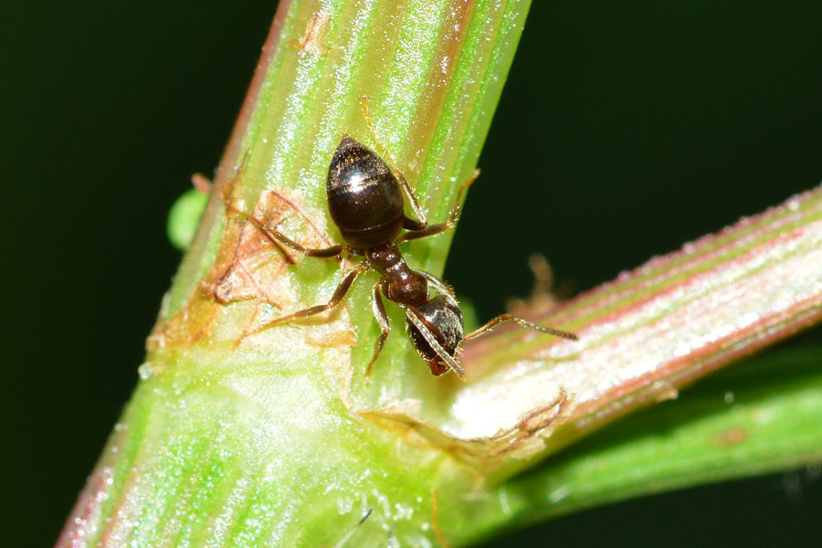 Lasius (Lasius) cfr. niger