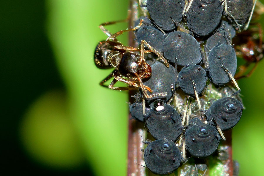 Lasius (Lasius) cfr. niger