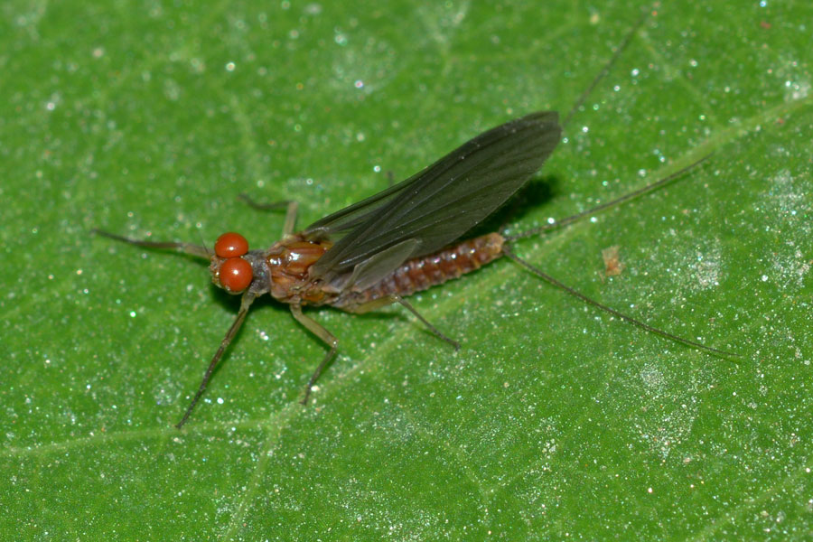 Serratella ignita della campagna novarese