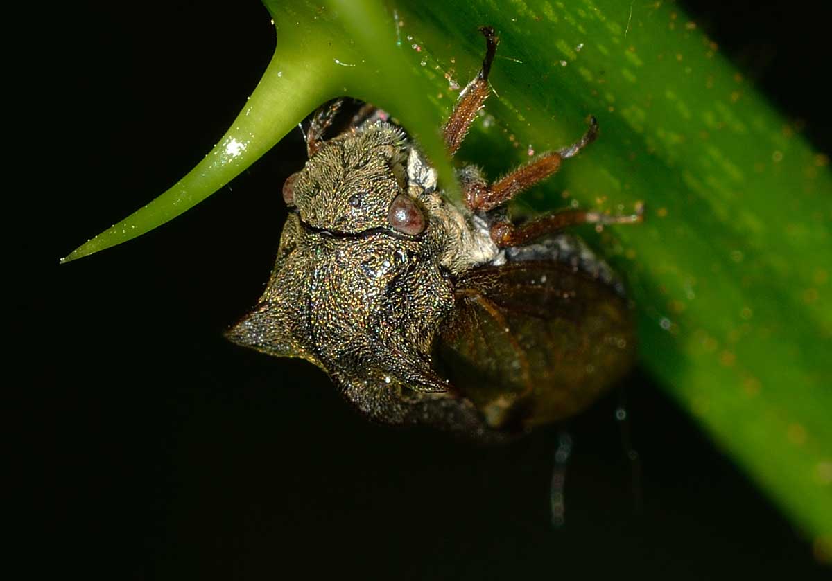 Centrotus cornutus (Membracidae)