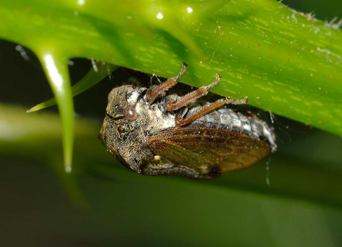 Centrotus cornutus (Membracidae)