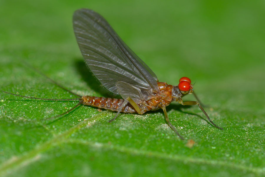 Serratella ignita della campagna novarese