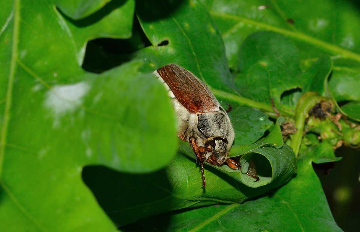 Maggiolino: Melolontha melolontha, Melolonthidae