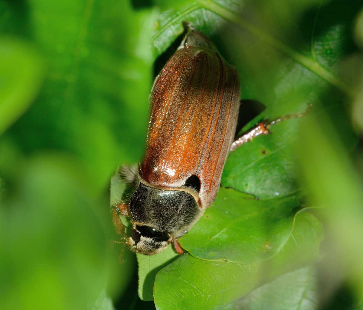 Maggiolino: Melolontha melolontha, Melolonthidae