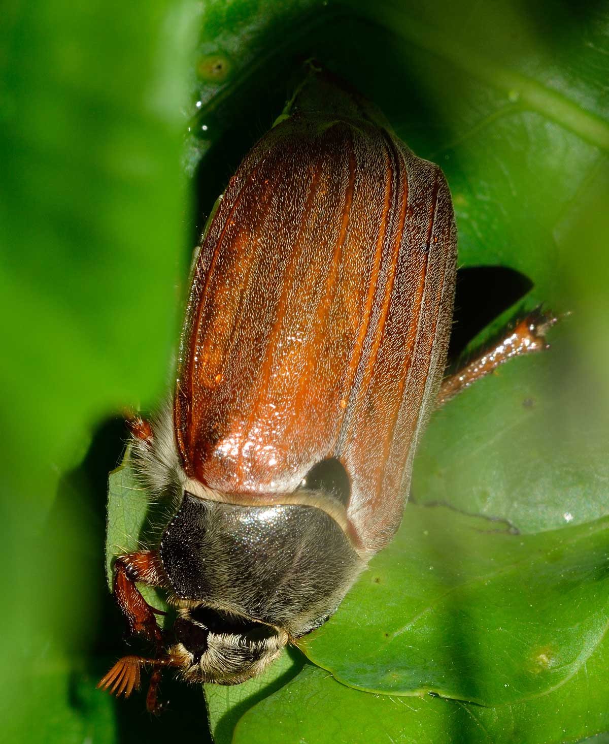 Maggiolino: Melolontha melolontha, Melolonthidae