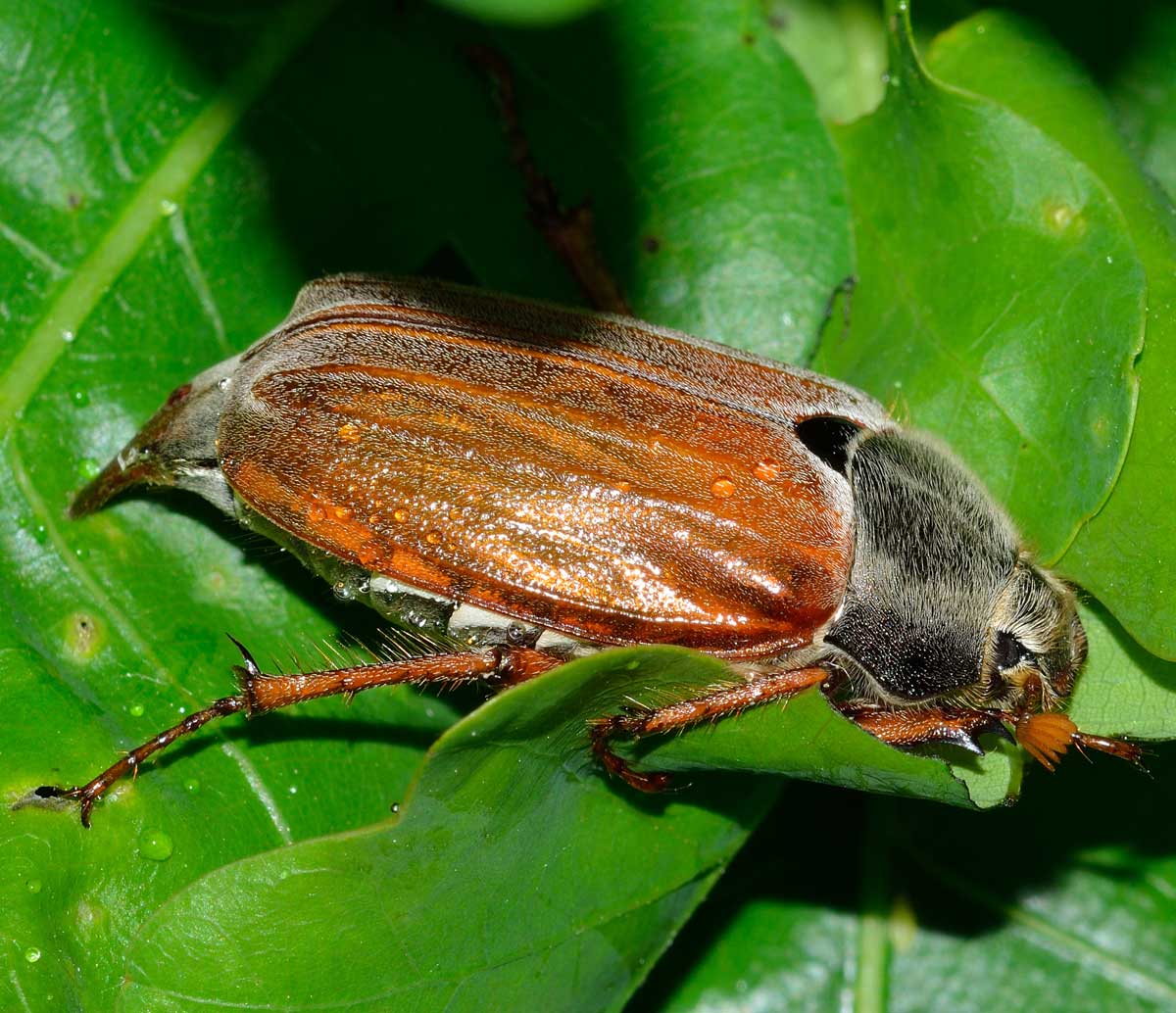 Maggiolino: Melolontha melolontha, Melolonthidae