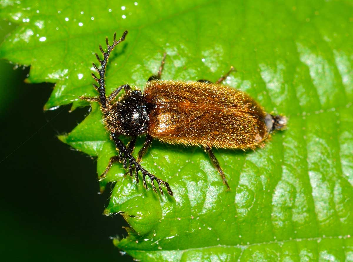 Maschio di Drilus flavescens, Drilidae