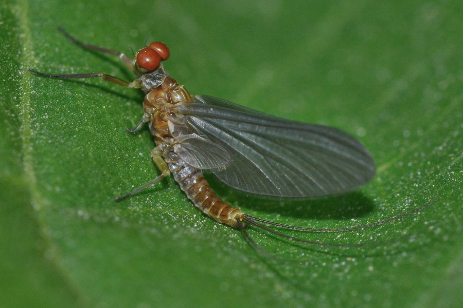 Serratella ignita della campagna novarese