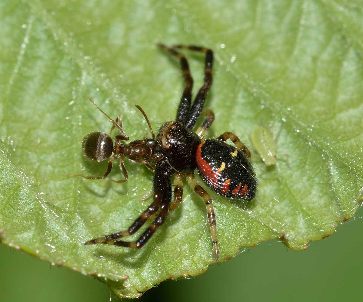 Synema globosum con preda (Lasius sp.) - Novara
