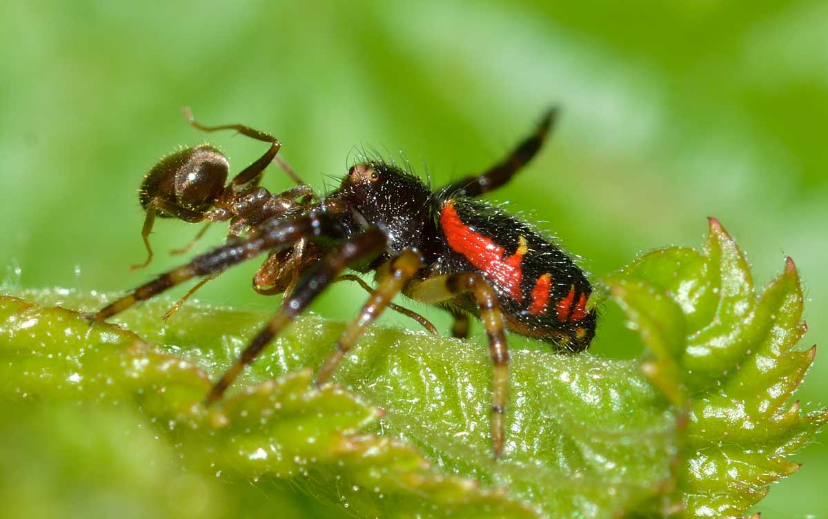 Synema globosum con preda (Lasius sp.) - Novara