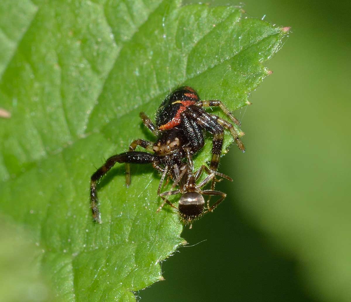 Synema globosum con preda (Lasius sp.) - Novara