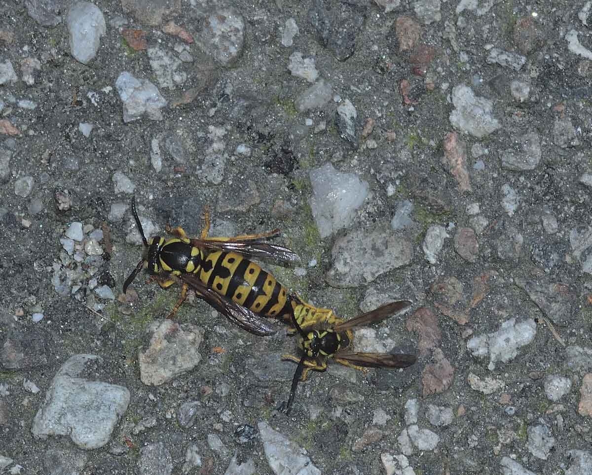 Vespula germanica (copula)
